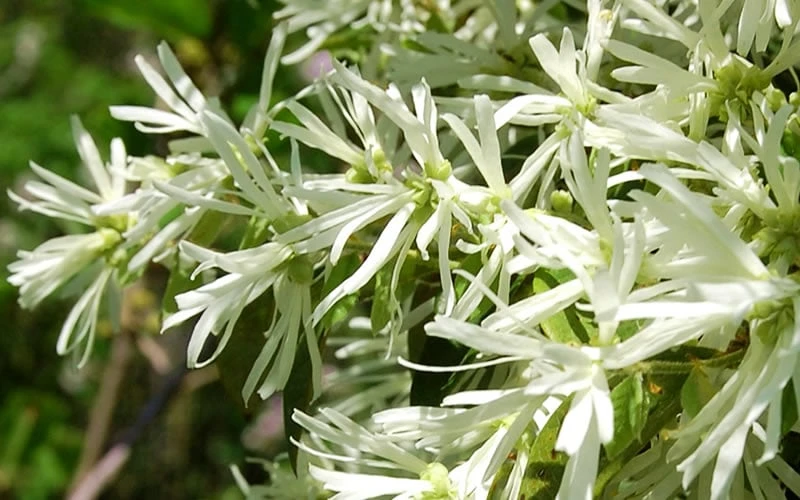 Emerald Snow Loropetalum (Chinese Fringeflower) - 3 Gallon Pot - Image 8