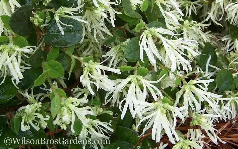 Emerald Snow Loropetalum (Chinese Fringeflower) - 3 Gallon Pot - Image 5