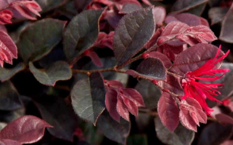 Purple Daydream Dwarf Loropetalum - 2 Gallon Pot - Image 7