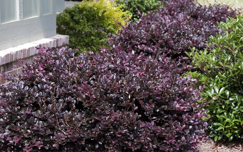 Purple Daydream Dwarf Loropetalum - 3 Gallon Pot - Image 4