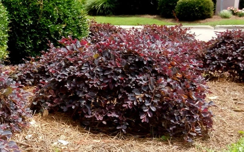 Purple Daydream Dwarf Loropetalum - 3 Gallon Pot - Image 5