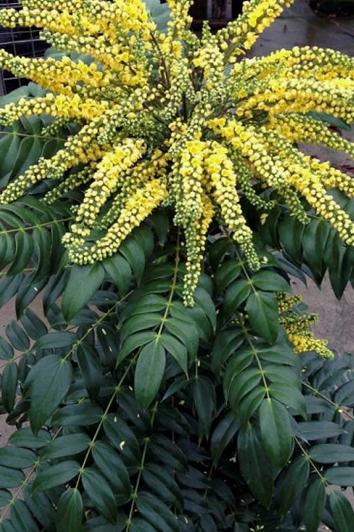 Marvel Mahonia - 3 Gallon Pot - Image 5