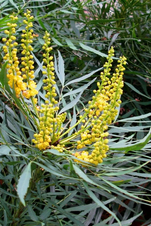 Soft Caress Mahonia - 3 Gallon Pot - Image 7