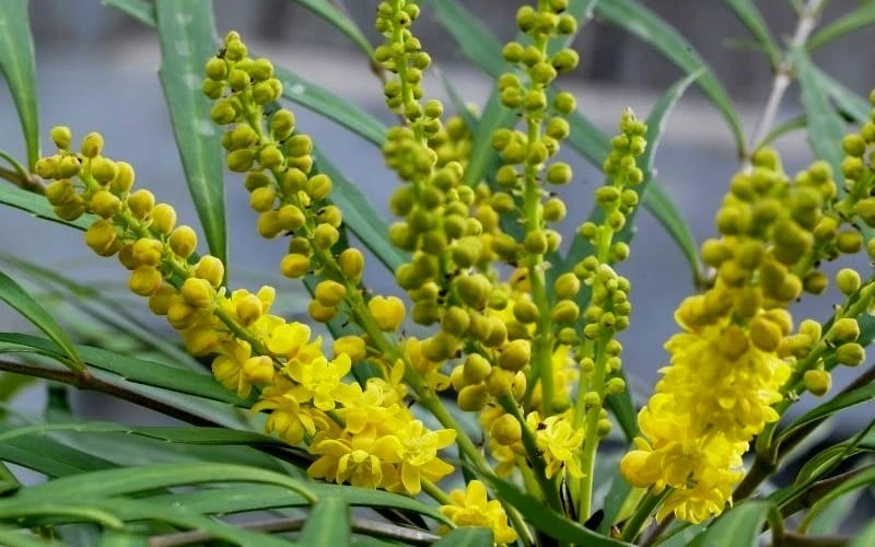 Soft Caress Mahonia - 2 Gallon Pot - Image 5