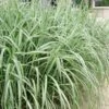 Variegated Maiden Grass - Miscanthus Sinensis 'Variegatus' - 1 Gallon Pot