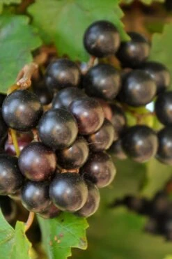 Noble Muscadine Grape Vine (Self Fertile) - 1 Gallon Pot