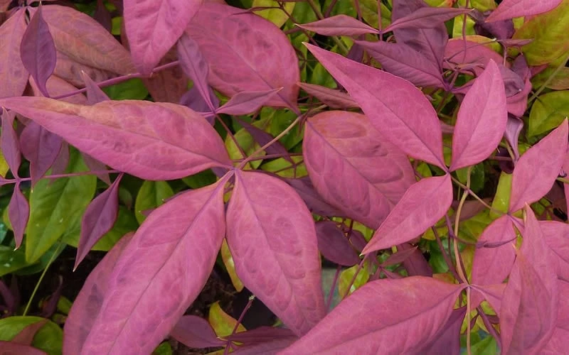 Blush Pink Nandina - 3 Gallon Pot - Image 4