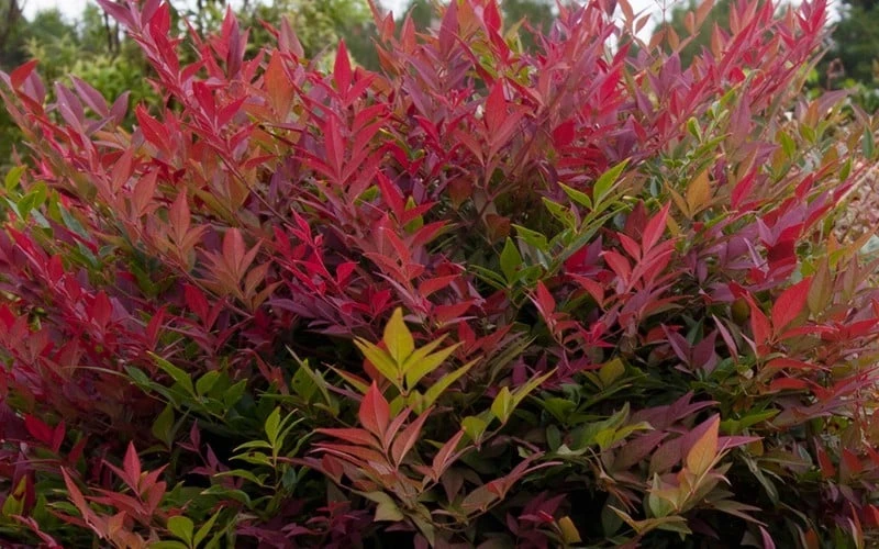 Obsession Nandina - 2 Gallon Pot - Image 5