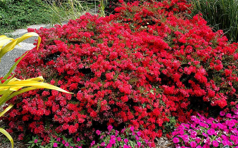 Cherry Dazzle Dwarf Crape Myrtle - 1 Gallon Pot - Image 4