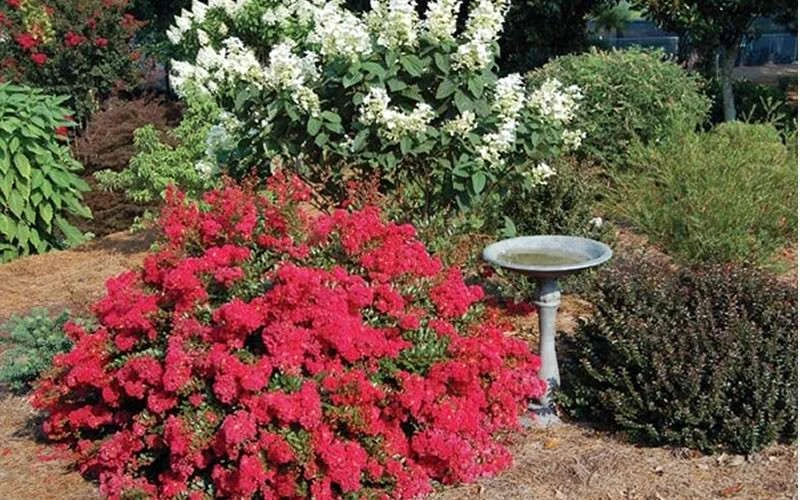Cherry Dazzle Dwarf Crape Myrtle - 2 Gallon Pot - Image 5