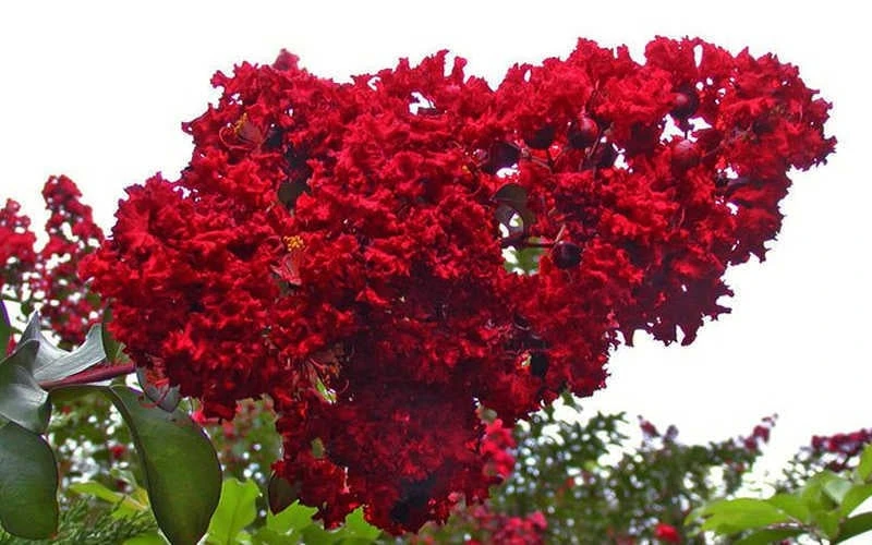 Dynamite Red Crape Myrtle - 1 Gallon Pot - Image 5
