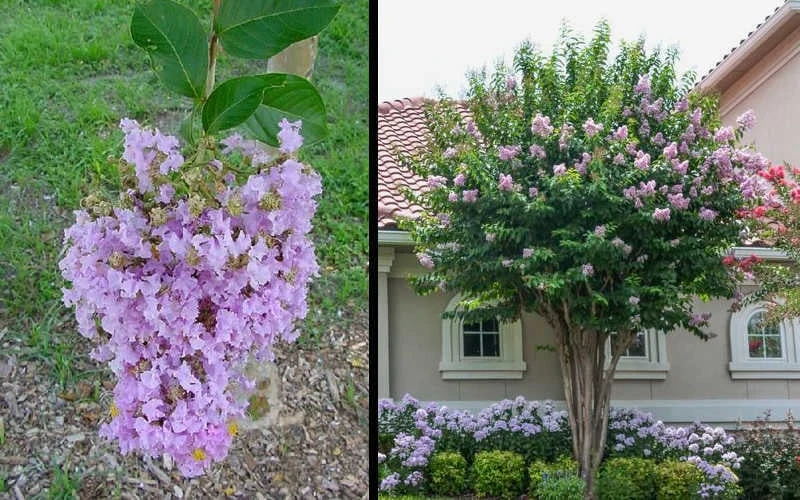 Muskogee Lavender Crape Myrtle - 7 Gallon Pot (4-5') - Image 4