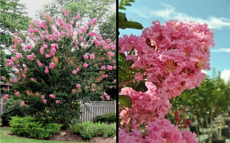 Sioux Pink Crape Myrtle - 1 Gallon Pot - Image 5