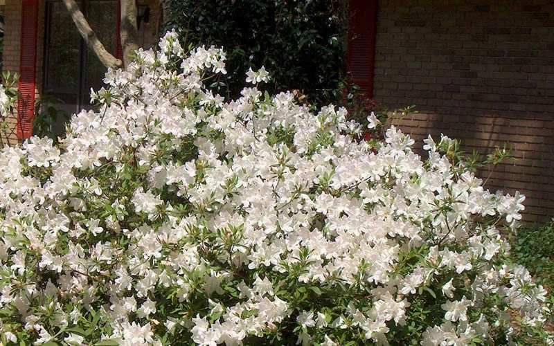 Autumn Ivory Encore Azalea - 3 Gallon Pot - Image 4