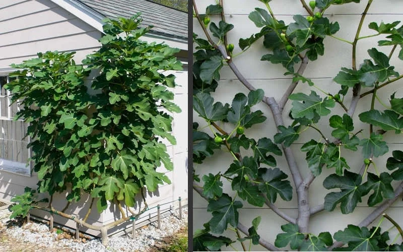 Brown Turkey Fig Tree - 3 Gallon Pot - Image 7
