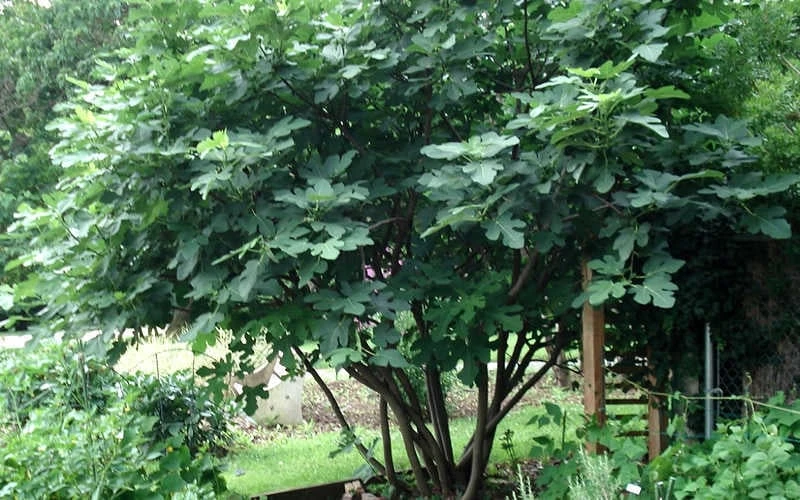 Brown Turkey Fig Tree - 5 Gallon Pot - Image 9