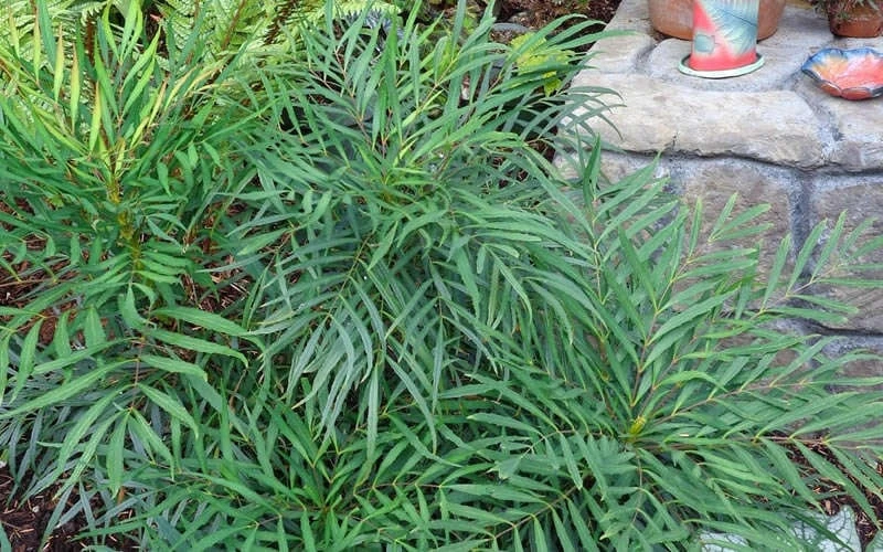 Soft Caress Mahonia - 3 Gallon Pot - Image 6