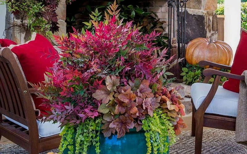 Obsession Nandina - 2 Gallon Pot - Image 4