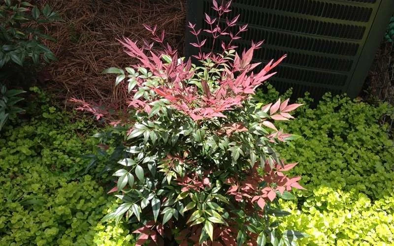 Obsession Nandina - 3 Gallon Pot - Image 6