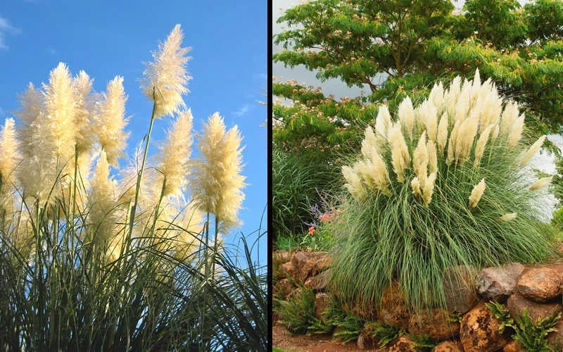 White Pampas Grass - 1 Gallon Pot - Image 6