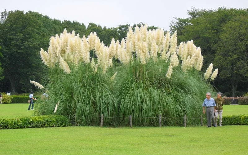 White Pampas Grass - 1 Gallon Pot - Image 4
