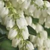 Mountain Snow Pieris - 1 Gallon Pot