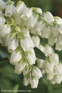 Mountain Snow Pieris - 3 Gallon Pot