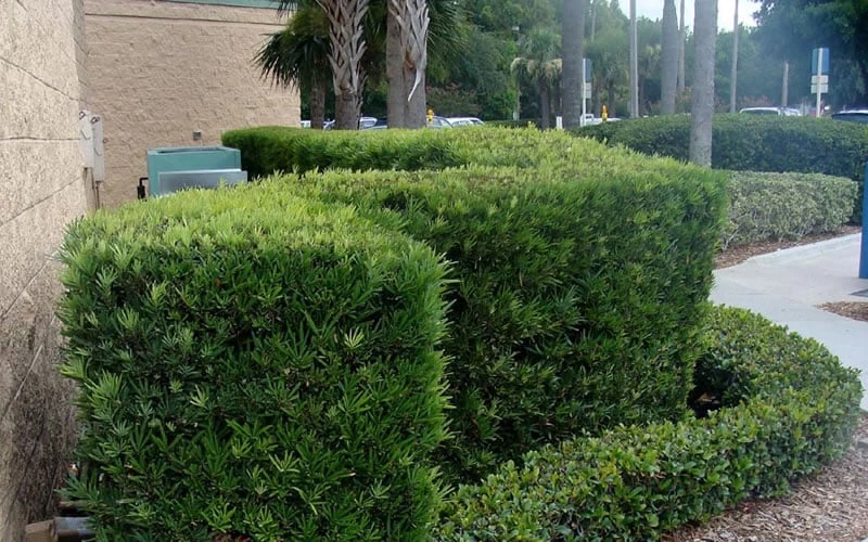 Podocarpus Macrophyllus Upright Yew - 3 Gallon Pot - Image 6