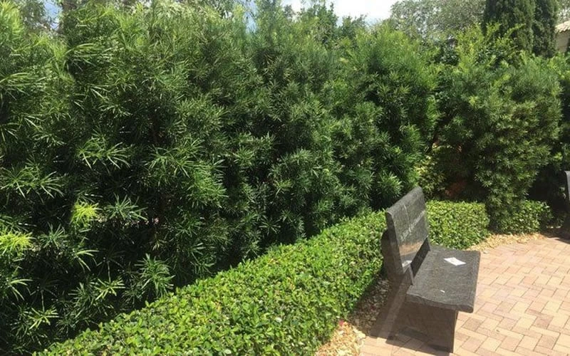 Podocarpus Macrophyllus Upright Yew - 3 Gallon Pot - Image 5