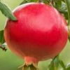 Salavatski Cold Hardy Russian Pomegranate - 3 Gallon Pot