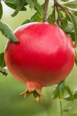 Salavatski Cold Hardy Russian Pomegranate - 3 Gallon Pot
