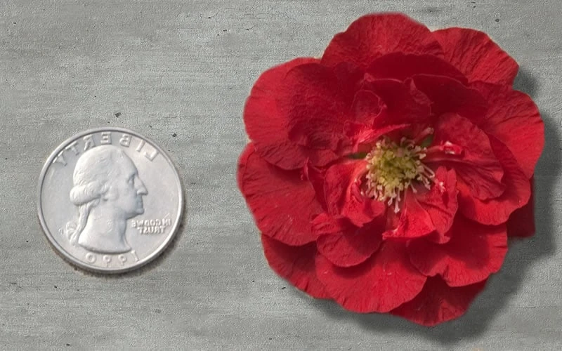 Double Take 'Scarlet' Flowering Quince - 2 Gallon Pot - Image 4