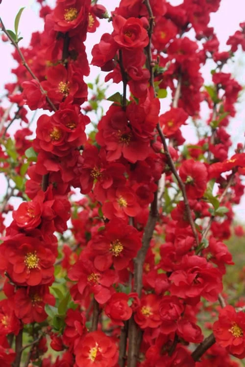 Double Take 'Scarlet' Flowering Quince - 2 Gallon Pot - Image 5