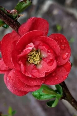 Double Take 'Scarlet' Flowering Quince - 2 Gallon Pot