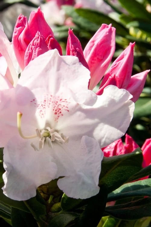 Southgate 'Grace' Rhododendron - 2 Gallon Pot