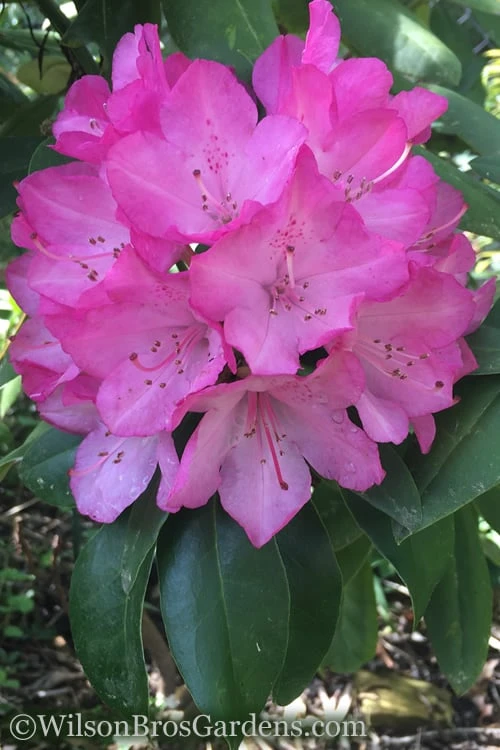 Southgate 'Radiance' Rhododendron - 3 Gallon Pot - Image 4