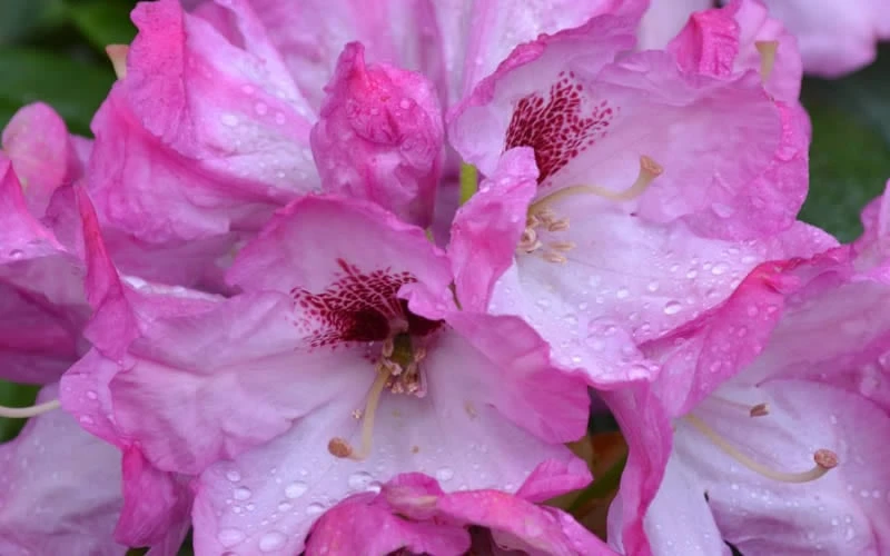 Southgate 'Radiance' Rhododendron - 3 Gallon Pot - Image 6