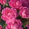 Pink Double Knock Out Rose - 3 Gallon Pot