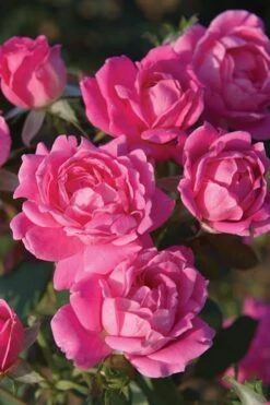 Pink Double Knock Out Rose - 3 Gallon Pot