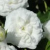 White Drift Rose - 3 Gallon Pot