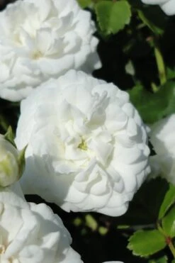 White Drift Rose - 3 Gallon Pot