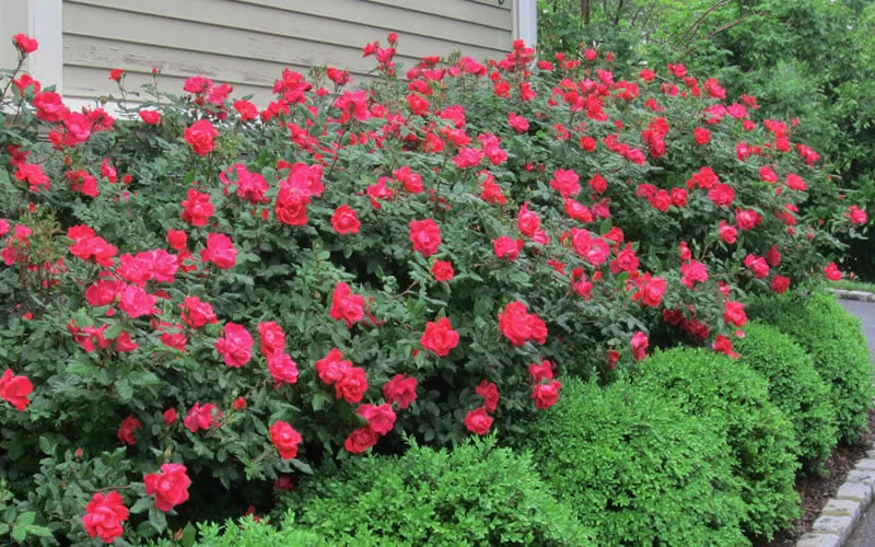 Original Red Knock Out Rose - 3 Gallon Pot - Image 4