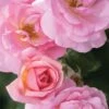 Peachy Knock Out Rose - 3 Gallon Pot
