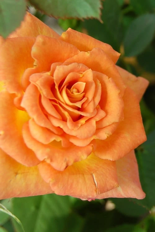 Sunrosa Orange Delight Dwarf Shrub Rose - 1 Gallon Pot - Image 4