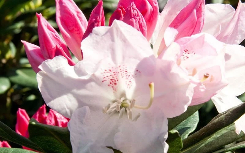 Southgate 'Grace' Rhododendron - 2 Gallon Pot - Image 4
