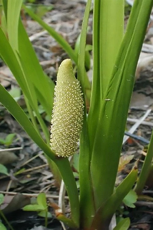 American Sweet Flag (Acorus Americanus) - 8 Pack Of 1 Gallon Pots - Image 4