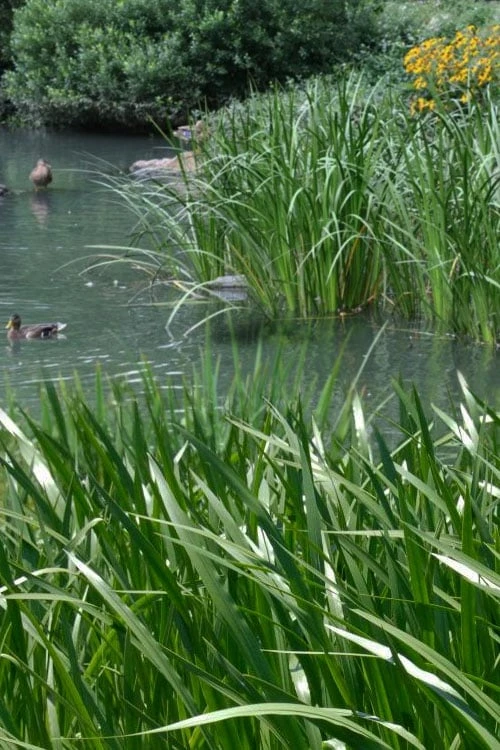 American Sweet Flag (Acorus Americanus) - 8 Pack Of 1 Gallon Pots - Image 5