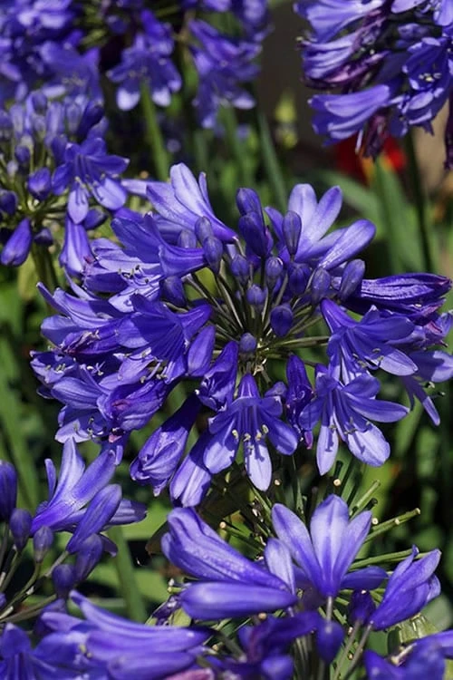 Ever Sapphire Agapanthus - Lily Of The Nile - 1 Gallon Pot - Image 4