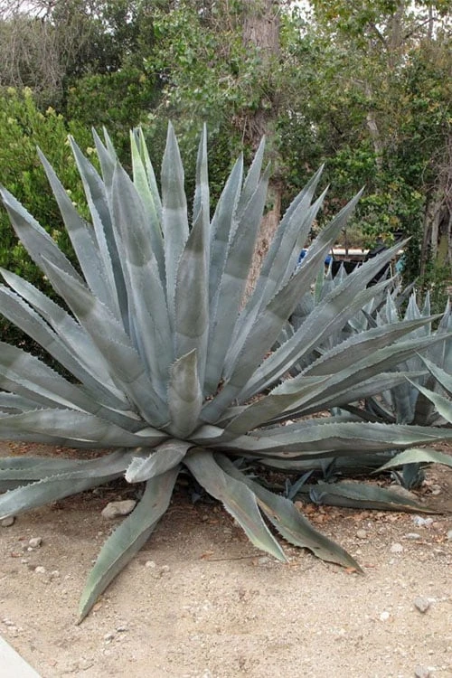 American Agave (Century Plant) - 3 Gallon Pot - Image 5