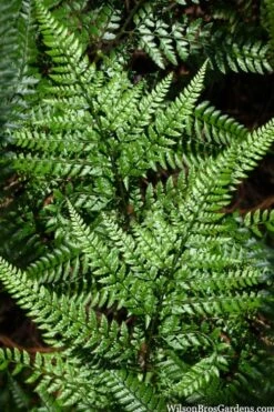 Shiny Bristle Fern - 6 Pack Of 1 Gallon Pots